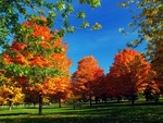 Autumn trees
