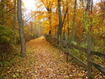 autumn walk