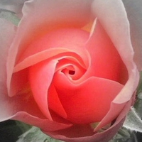 Peach Rose