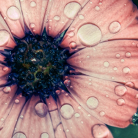 A flower for all my friends