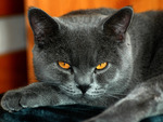 Grey cat