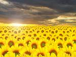 Sunflowers at Dawn