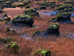Swamp Grass and mossy Stones