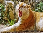 golden tiger