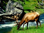 bull elk
