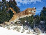 mountain lion