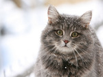 Norwegian Snow Cat