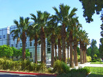 Date Palms at Caltech