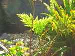 Ferns in Pacific Palisades