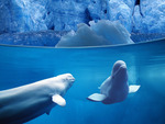 Belugas Underwater