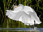 Great Egret Display