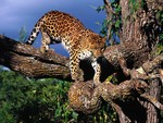 amur leopard