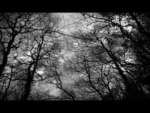 Dark Forest