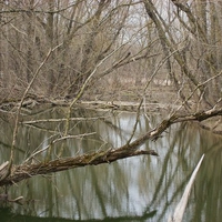 wooded pond