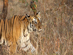Stalking Tiger 4