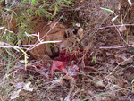 Tiger Kill