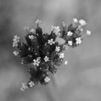 Little Little Flowers