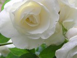 White Rose