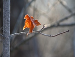 Last Leaf of Autumn