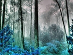 Mysterious Foggy Forest