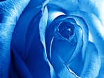 Blue Rose