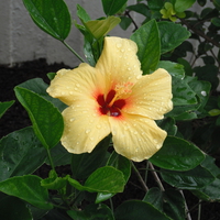 Aloha's one of Hawaii lovely flowers