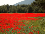 poppy field
