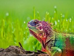 rainbow lizard
