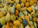 Gourds