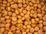 Tiny Pumpkins