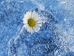 Flower in the water