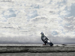 Solitary Pigeon