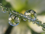 dew drops