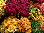chrysanthemum colours