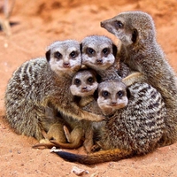 Meerkats