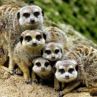 Meerkat family