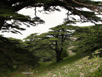 cedars of Lebanon