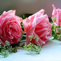 Still life for my  friend  Jasnas  (Jasenka )