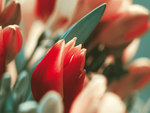 Red Tulips