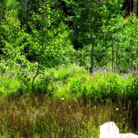 Hawley Grade During Summer