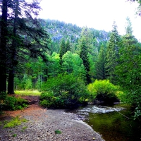 Upper Truckee River Bank
