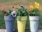 Pretty Pansies