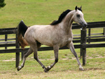Arabian Horse Trotting