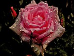 Raindrops on a rose