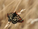 Butterfly In Wheat Field