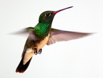 Hovering Hummer