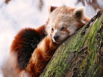 Sleepy Red Panda