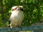 My Friendy Kookabura