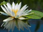 Water lily