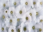Cool White Flowers